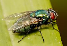 Cách diệt ruồi nhặng hiệu quả