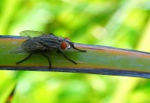 Để nhà hết ruồi nhặng