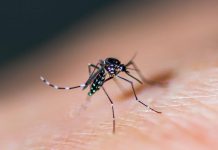 Diệt sạch muỗi nhờ thuốc diệt muỗi sinh học của Pest Control